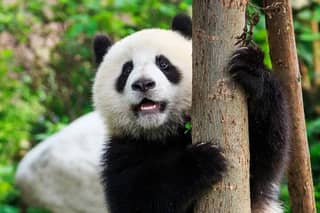 1-Day Chengdu Classic Day Tour: Pandas, Gaiwan Tea & Sichuan Opera