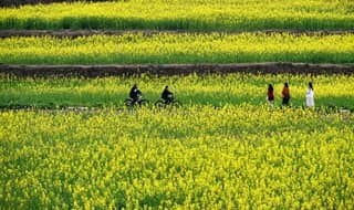 Riding Chengdu’s Greenways — A City Built for Cycling