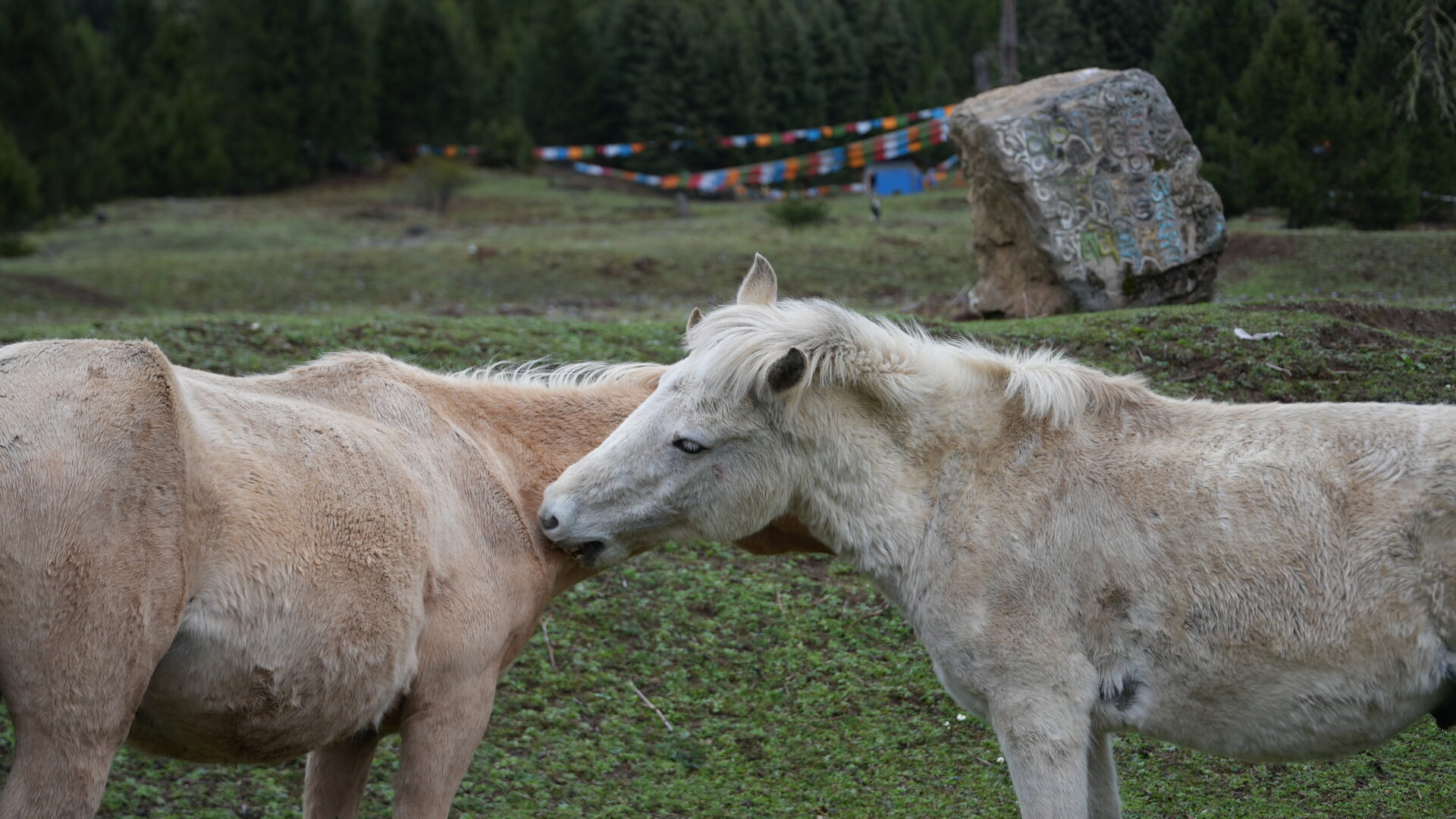 Lulang — The Alpine Meadow Tibet Isn't Supposed to Have
