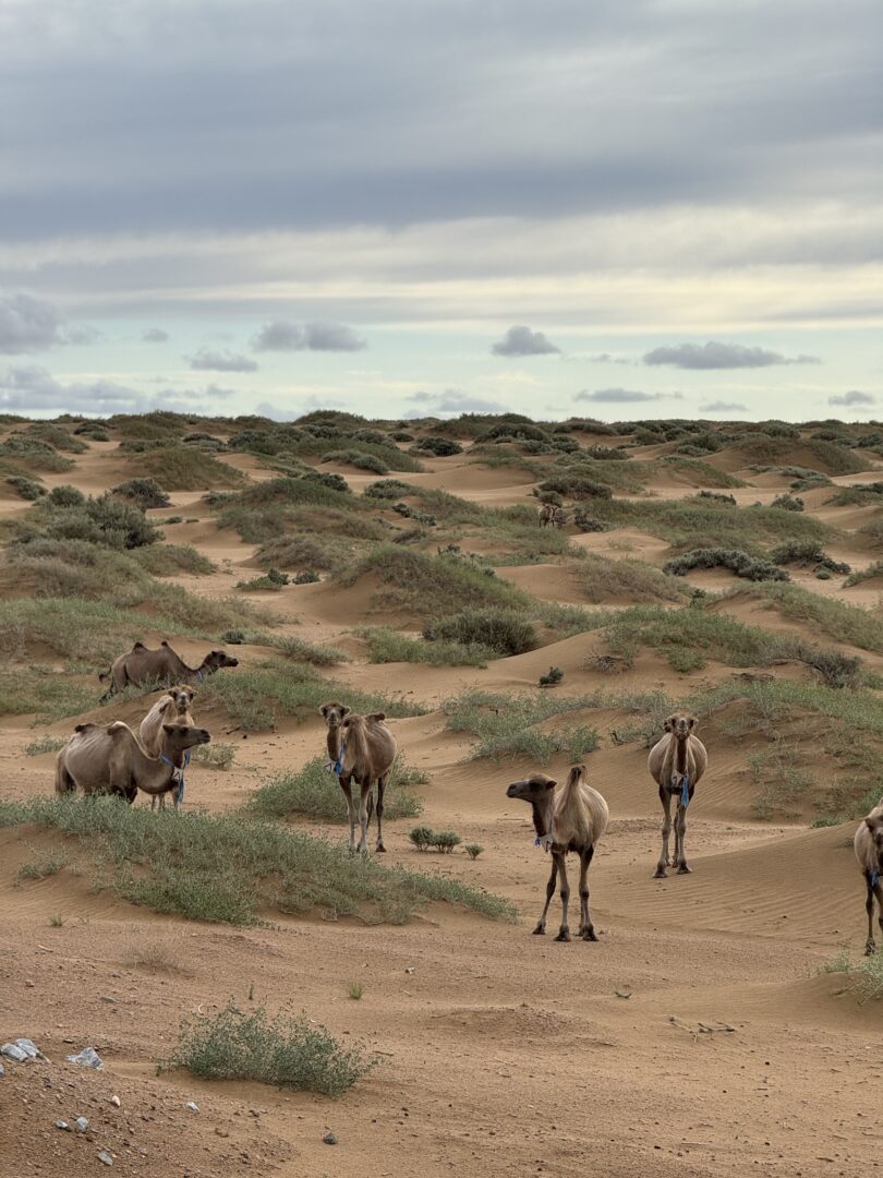 Badain Jaran — The Singing Dunes and Their Hundred Lakes