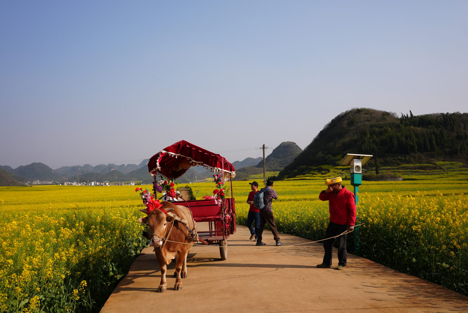 Luoping — Karst Cones in a Sea of Yellow