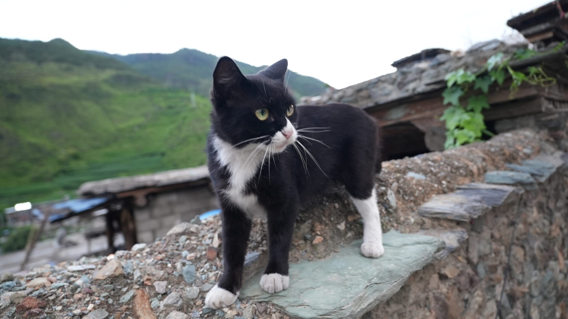 Eya — The Last Village With a Different Idea of Marriage