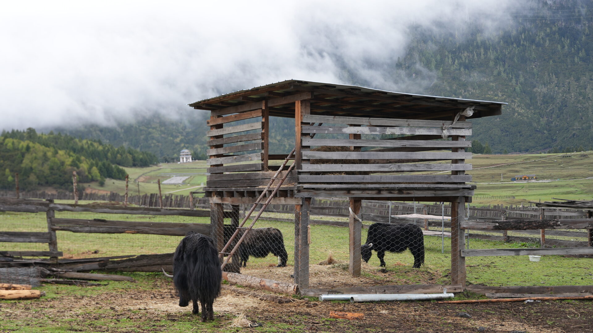Lulang — The Alpine Meadow Tibet Isn't Supposed to Have