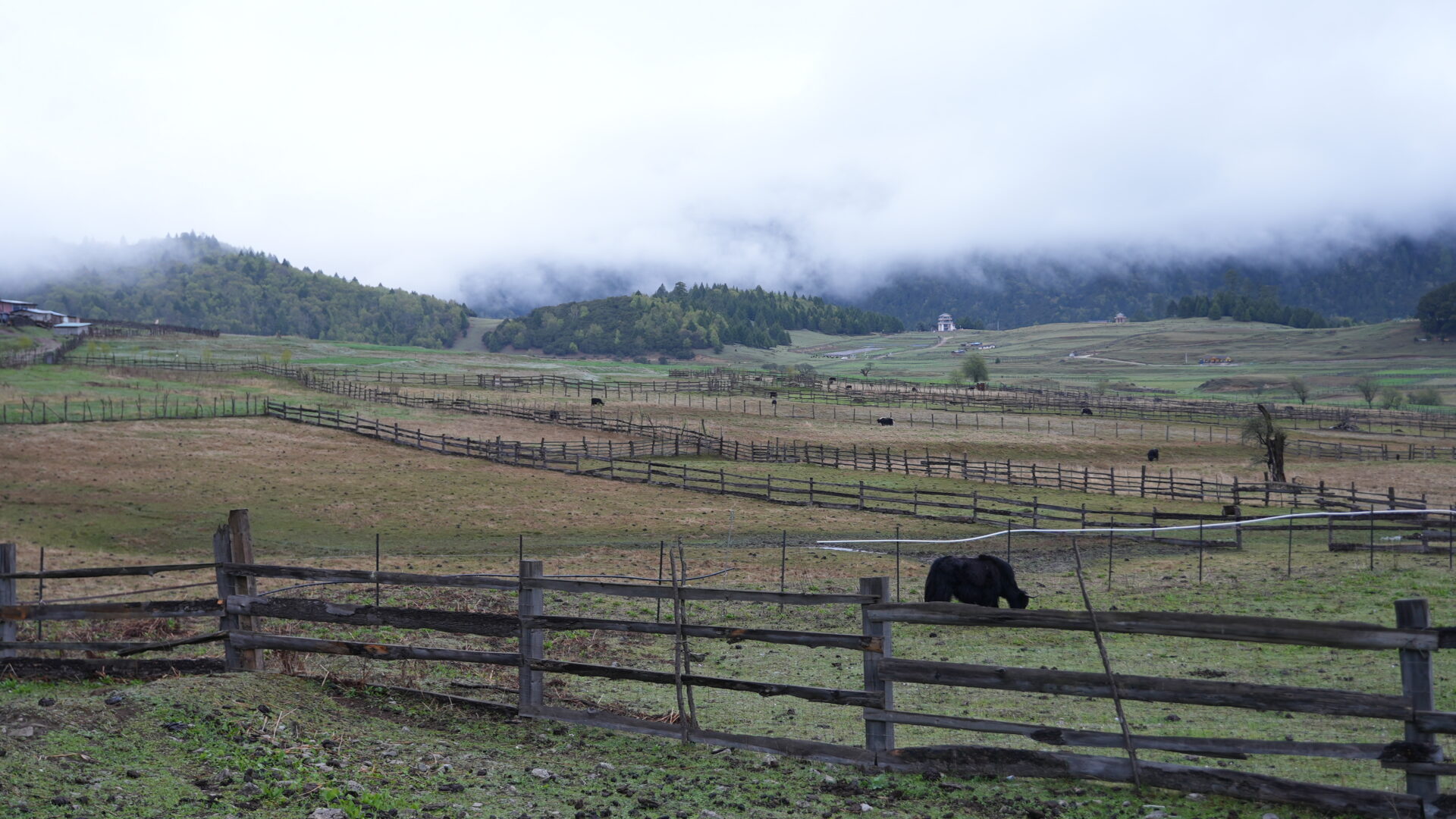 Lulang — The Alpine Meadow Tibet Isn't Supposed to Have