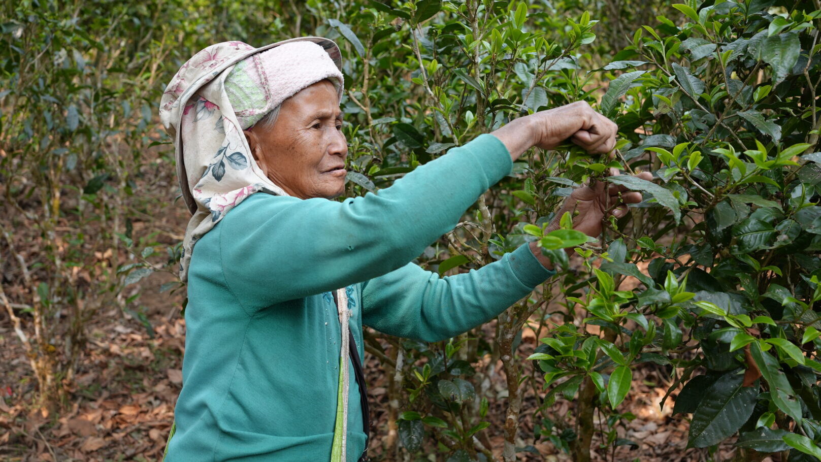 Pu'er — Where the Tea Actually Comes From